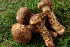 Rahasia Olahan Jamur Matsutake: Lezat, Bergizi, dan Penuh Manfaat