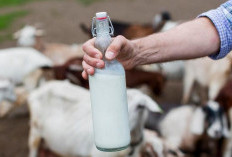 Menjaga Berat Badan Agar Seimbang, Ini 4 Manfaat Susu Domba Untuk Kesehatan