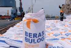 Stok Pangan RI Rekor 4,23 Juta Ton, Bulog Pastikan Aman di Tengah Ancaman El Nino