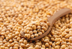 Awas! 5 Makanan Ini Bisa Ganggu Penyerapan Kalsium di Tubuh