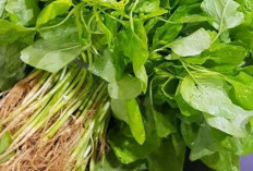 Jangan Sembarangan! Ini 6 Makanan yang Bisa Berbahaya Jika Dipanaskan Lagi