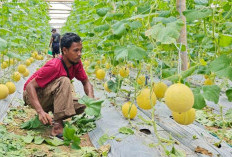 Didukung YBM BRI, Wisata Petik Melon Sindur Siap Jadi Destinasi Favorit Prabumulih