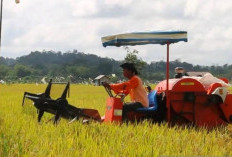 Antisipasi Darurat Pangan; Kementan Targetkan Perluasan Lahan Pertanian di Kalimantan Timur