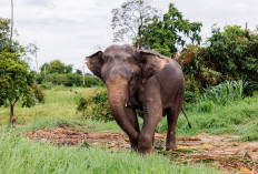 12 Fakta Mengejutkan Tentang Gajah yang Akan Membuat Terkagum, Apa Saja?