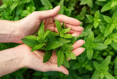 5 Khasiat Daun Mint yang Tak Boleh Dilewatkan untuk Kesehatan