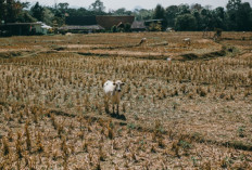 Krisis Air dan Pertanian, Ancaman Perubahan Iklim di Indonesia