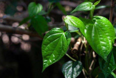 Daun Sirih, Tanaman Tradisional dengan Manfaat Luar Biasa bagi Kesehatan