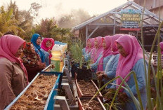 Bangkit dari Fluktuasi Harga Pangan, KWT Kemuning Kini Jadi Pusat Belajar 13 Kelompok Tani