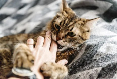 Gigitan Kucing Bisa Berbahaya, Kenali Risikonya!