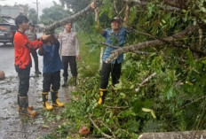 Respon Cepat, BPBD Kota Prabumulih Evakuasi Pohon Tumbang 