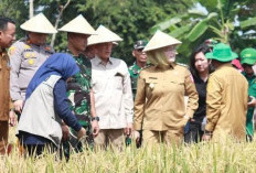 Dukung Ketahanan Pangan, Banyuasin Siapkan 1,2 Juta Ton Gabah untuk 2025