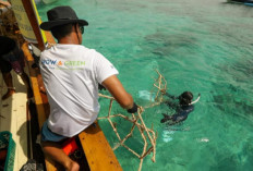BRI Dukung Konservasi Laut dengan Program Grow & Green di Gili Matra