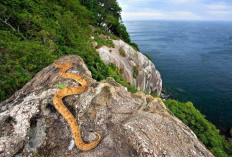 Jangan Dekat Dekat Kalau Gak Mau Nyawa Taruhannya, Ini 4 Pulau Berbahaya Didunia