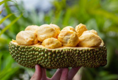 Cempedak, Buah Tropis Lezat yang Kaya Nutrisi dan Manfaat Kesehatan