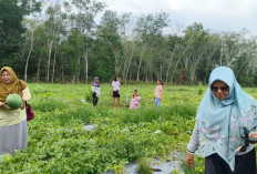 Kebun Semangka di Prabumulih Jadi Tempat Wisata: Masuk Gratis, Petik Langsung Bebas Pilih Buah Sendiri