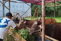 Promo Kurban di Lapak Eky Prabumulih, Beli Tiga Sapi Bonus Satu Kambing