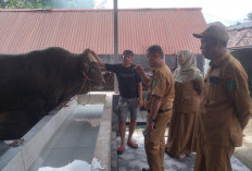 Hanoman Sapi Kurban Presiden untuk Prabumulih: Berat Hampir 1 Ton, Disalurkan ke Masjid Al Ikhlas