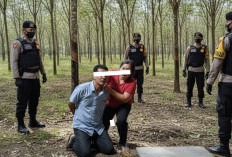 Sabu di Celana Dalam Gagal Edar! BB 98,43 Gram, 2 Terduga Pengedar Diamankan Polisi Prabumulih di Kebun Karet