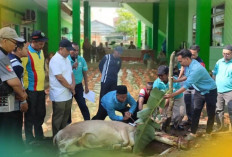 Penuh Kebersamaan, Kemenag dan KUA Prabumulih Sembelih 5 Sapi Kurban