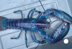 Penampakan Lobster Biru Ungu yang Sangat Langka, Hanya Ada 1 dari 100 Juta