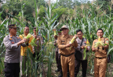 Dukung Ketahanan Pangan, Polsek Prabumulih Barat Panen Jagung