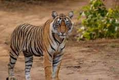 Awas...﻿Harimau Ancam Warga! BKSDA Pasang Umpan Jebakan di Bengkulu Utara