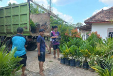 Dorong Kesejahteraan Petani, Wako Prabumulih Salurkan Ribuan Bibit Sawit ke Petani Desa