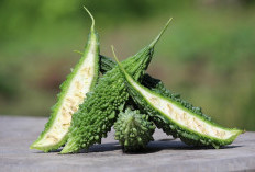 Jangan Takut Pahit! Ini 5 Makanan dengan Manfaat Luar Biasa untuk Tubuh