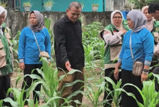 Jadi Penopang Ekonomi Keluarga, 20 KWT Aktif di Prabumulih Timur