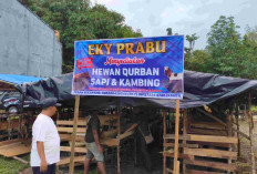 Jelang Idul Adha 1447 H, Penjualan Hewan Kurban di Prabumulih Mulai Ramai