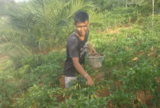 Inovatif! Desa Kemang Tanduk Tanam Cabai di Lahan Sawit, Panen Perdana Capai 20 Kg