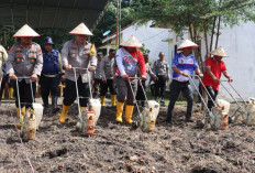 Polres Prabumulih Tanam 2 Kg Bibit Jagung di Lahan Polsek Cambai 