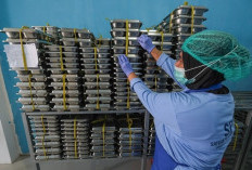 Program MBG Tetap Jalan Saat Libur Sekolah, Ini Skema Penyaluran hingga Usulan Pengalihan Dana