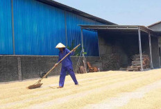 Pemerintah Jaga Harga Gabah Tidak Jatuh di Bawah Rp 6.000/Kg