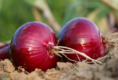 Tak Cuma Jadi Bumbu, Bawang Merah Ternyata Bisa Cegah Kanker dan Jaga Jantung
