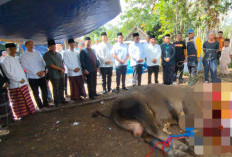 Bantuan Presiden RI Warnai Idul Adha di Prabumulih, Sapi Kurban 998 Kilogram Disalurkan ke Warga