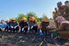 Pemkot Prabumulih Bakal Tanam Nanas di Lahan 2 Hektar, Untuk menjamu Tamu dari Luar Kota 