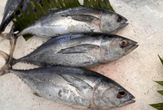 5 Jenis Ikan Bergizi Tinggi yang Terjangkau dan Bermanfaat untuk Kesehatan