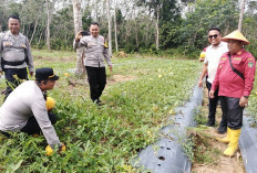 Dana Desa Berbuah Manis, Kemang Tanduk Panen Raya Semangka dan Melon Grade A