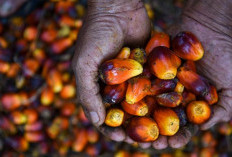 Biodiesel B50 Segera Diterapkan, Pemerintah Fokus Persiapan Teknis