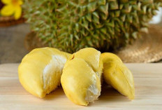 Musim Durian Merajalela, Selain Miliki Rasa yang Khas Juga Lezat, Durian Juga Memiliki Khasiat Tersembunyi