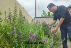 Dari Mengusir Nyamuk hingga Meningkatkan Kualitas Tidur, Ini 10 Manfaat Luar Biasa Lavender