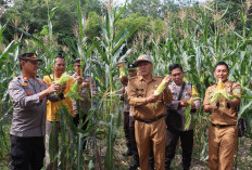 1 Juta Hektare Lahan Baru untuk Swasembada Jagung