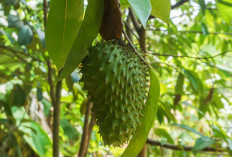 Jangan Diremehkan, Ini 4 Manfaat Daun Sirsak untuk Kesehatan yang Perlu Diketahui