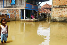 Banjir Rendam Rumah Warga Payuputat: Aktivitas Lumpuh, BPDB Turunkan Tim ke Lokasi 