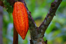 Miliki Rasa yang Unik dan Khas, Ini 5 Manfaat Buah Cokelat Saat Dikonsumsi 