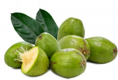 Rahasia Sehat Buah Kedondong, Si Asam-Manis yang Penuh Khasiat untuk Tubuh