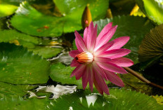 Manfaat Bunga Teratai untuk Tubuh dan Pikiran