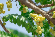 Buah Cermai: Si Kecil Asam dengan Segudang Manfaat untuk Kesehatan