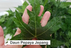 Sering Konsumsi Daun Pepaya Jepang? Ini 9 Manfaatnya untuk Kesehatan 